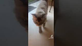 Balinese cat cat balinesecat bali cute indonesia travelcat ubudbali animals balilifestyle [upl. by Janaye]