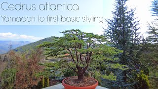 Cedrus libani ssp atlantica bonsai Yamadori to first structural styling 4K  Arkefthos Bonsai [upl. by Hank79]