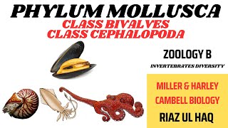 Class Bivalvia and Class Cephalopoda Phylum Mollusca Zoology B Invertebrates Diversity [upl. by Weissberg283]