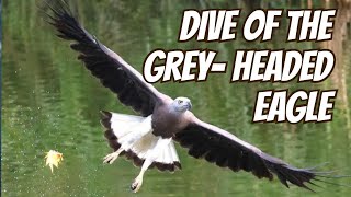 Spotted a Majestic Greyheaded Fish Eagle Dive Hunting [upl. by Etram920]