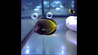 Powder Brown Tang Acanthurus japonicus [upl. by Adnorahs]