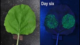 An automatic fluorescence phenotyping platform to evaluate infection process of TMVGFP Part 2 of 2 [upl. by Enalahs]