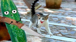 Cats scared of Bananas And Cucumbers  Cats Vs Cucumbers  Cats Vs Bananas  Funny Cats 2017 [upl. by Annette]