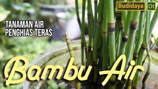 Cara Budidaya Tanaman Hias Bambu Air Paku Ekor Kuda  Equisetum hyemale [upl. by Akceber]