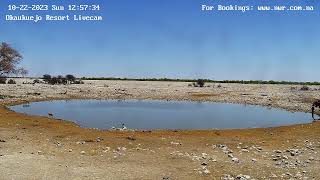 Okaukuejo Resort Wildlife Waterhole Live camera stream in the Etosha National Park in Namibia [upl. by Kristoforo]