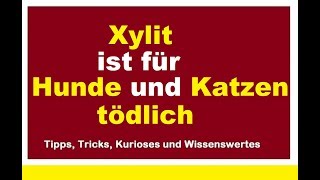 Xylit ist für Hunde tödlich Xylitol Gefahr Birkenzucker giftig Xucker gefährlich für Hund und Katze [upl. by Eissak]