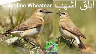 صوت ابلق اشهب صحراوي مهاجر song call isabelline wheatear [upl. by Docilu]