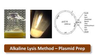 Alkaline Lysis Miniprep [upl. by Ulrich]