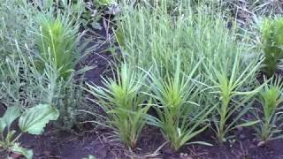 Лиатрис колосковый из семян  Liatris spicata from seeds [upl. by Eidnim]