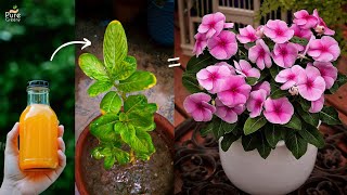 Top 6 VINCA PLANT Care Tips for Maximum Blooming [upl. by Nwahsyt]