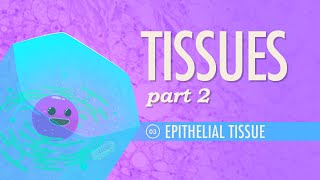 Tissues Part 2  Epithelial Tissue Crash Course Anatomy amp Physiology 3 [upl. by Lillywhite]