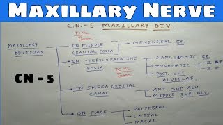 Trigeminal nerve 2 Maxillary division  TCML [upl. by Shakespeare154]