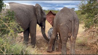 Warm blankets and bonding time with elephants Phabeni Timisa and Khanyisa 🐘 [upl. by Oidivo]