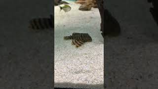 top5 pleco L397 music fish aquarium trending acuarium fishing aquariumfish fishtank [upl. by Digirb896]