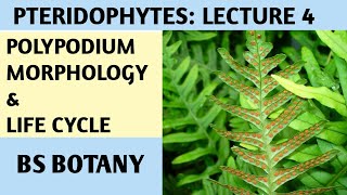 Polypodium Pteridophytes lecture for BS Botany Zoology Chemistry [upl. by Astiram455]