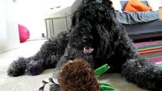 Bouvier des FlandresMs Jacqui [upl. by Isnam]