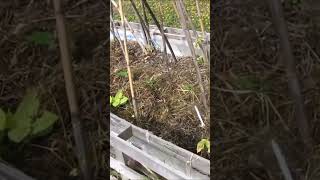 HUGELKULTUR RAISED BEDS GROWING BEANS FROM SEED [upl. by Cathy725]