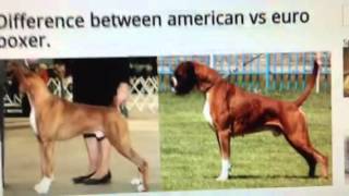 THE DIFFERENCE BETWEEN AMERICAN VS GERMAN BOXERS [upl. by Marabelle]