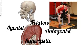 Group action of muscles  agonist antagonist synergistic amp fixators anatomy shortvideo viral [upl. by Yhtomot]