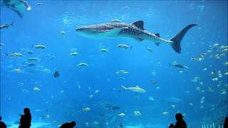 Georgia Aquarium Whale Sharks and Stunning Fish in 1080p HIGH DEF [upl. by Arolf]