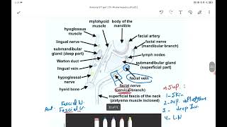 Submandibular Sublingual Salivary Gland [upl. by Cramer]