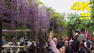 TOKYO 亀戸天神 藤まつり Wisteria Festival at Kameido Tenjin Shrine 2018  4K [upl. by Munster]