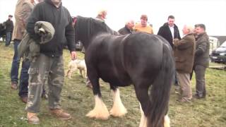 Ballinasloe Horse Fair [upl. by Rabin]