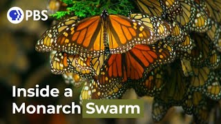 Watch a Breathtaking Monarch Butterfly Swarm [upl. by Oneladgam456]