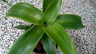 563  How to grow n care Medicinal Basket Plant Callisia fragrans Chain Plant Inch Plant 91117 [upl. by Nuahs]