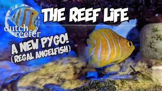 THE REEF LIFE with a new Pygo Regal Angelfish [upl. by Aderfla]