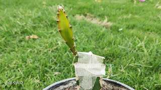 Grafting Dragon Fruit Plant  How To Graft Dragon Fruit Plants Easy [upl. by Leid]