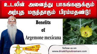 உடலின் அனைத்து பாகங்களுக்கும் அற்புத மருந்தாகும் பிரம்மதண்டு [upl. by Llerrac]