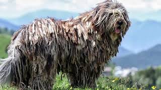 Bergamasco Pros and Cons to Owning a Bergamasco  Bergamasco Size and Weight [upl. by Saxen]