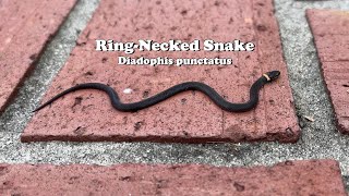 This is Diadophis punctatus  The RingNecked  Ringneck Snake [upl. by Jablon856]