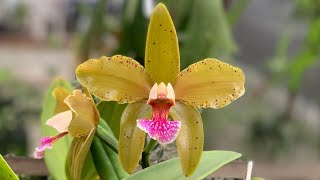 COMO CULTIVAR ORQUÍDEAS  CATTLEYA GRANULOSA [upl. by Samot]