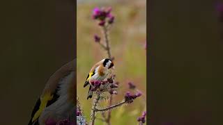 European goldfinch call sound eats thistle seeds Stillits Stieglitz Gesang p1000 shorts birds [upl. by Iznyl719]