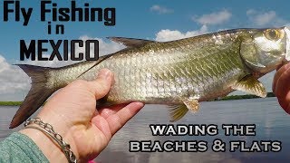 Going to Mexico Bring a FLY ROD Awesome beach fishing Yucatan [upl. by Esahc829]