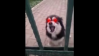 Perro ladrando en reversa [upl. by Ilrahs634]