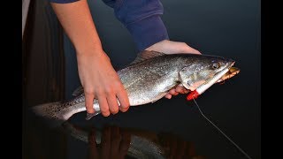 How to Fillet Speckled Trout [upl. by Jacinda714]