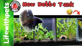 Easy Planted Divided Betta Fish Tank  Step by Step [upl. by Bekelja]