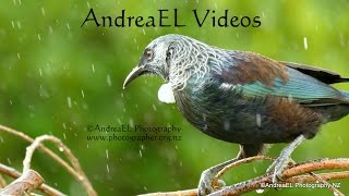 NZ Wild Native Tui amp Bellbird Chimes  Dawn Chorus  HD [upl. by Lugar]