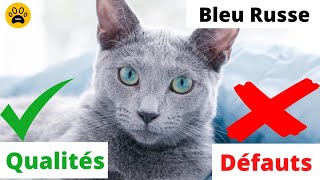 Race de Chat Le Bleu Russe 👉Tout Savoir sur ce chat [upl. by Shipman]