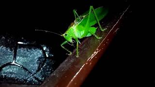 Grasshopper makes chirping sound at night  raise the volume to listen properly [upl. by Lily]