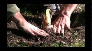 How to Plant Iris StepbyStep Gardening [upl. by Aros]