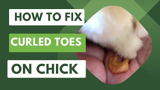 How to Fix Curled Toes on Chick [upl. by Davie]