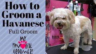 How to Groom a Havanese [upl. by Shedd]