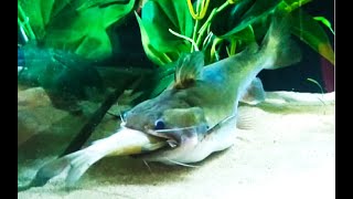 Best Top 5 Gulper Catfish Attacks  Catfish Feeding with big fish  the silent predators [upl. by Amadeus]