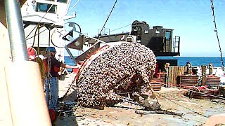 INGENIOUS Barnacles Removing From Ships And Boat SATISFYING Barnacles Removing Process 1 [upl. by Acinoryt270]