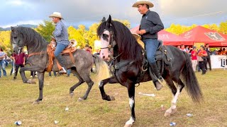 ⭐ CABALLOS BAILADORES EN LA CABALGATA SURUTATO 2022  4K P2 [upl. by Tymes]