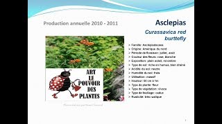 Tuto jardin Asclepias Curassavica red burttefly fiche technique plante annuelle [upl. by Cinomod]